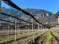 Obstwiese von 4700 m2 zu verkaufen 9