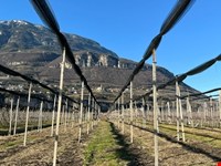 Obstwiese von 4700 m2 zu verkaufen 6