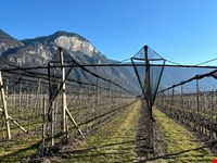 Obstwiese von 4700 m2 zu verkaufen 1