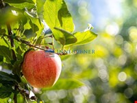 5.111 m2 Obstbau zu verkaufen 1