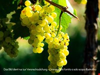 Tramin - Weingut ca. 4.712 m² zu verkaufen 1