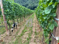 Tramin - Weingut ca. 4.712 m² zu verkaufen 3