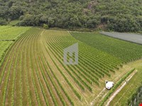 Tramin - Weingut ca. 4.712 m² zu verkaufen 4