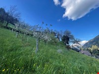 Scheune, Stall, Heulager, Obstgarten, Wiesen, Weiden, Wald, 14.500 qm 4