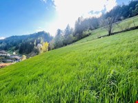 Scheune, Stall, Heulager, Obstgarten, Wiesen, Weiden, Wald, 14.500 qm 8