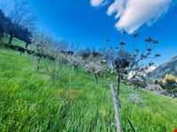 Scheune, Stall, Heulager, Obstgarten, Wiesen, Weiden, Wald, 14.500 qm 10