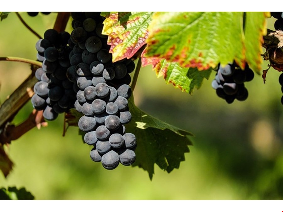 Weinbauprojekt in Terlan zu verkaufen!
