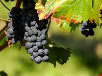 Weinbauprojekt in Terlan zu verkaufen! 1