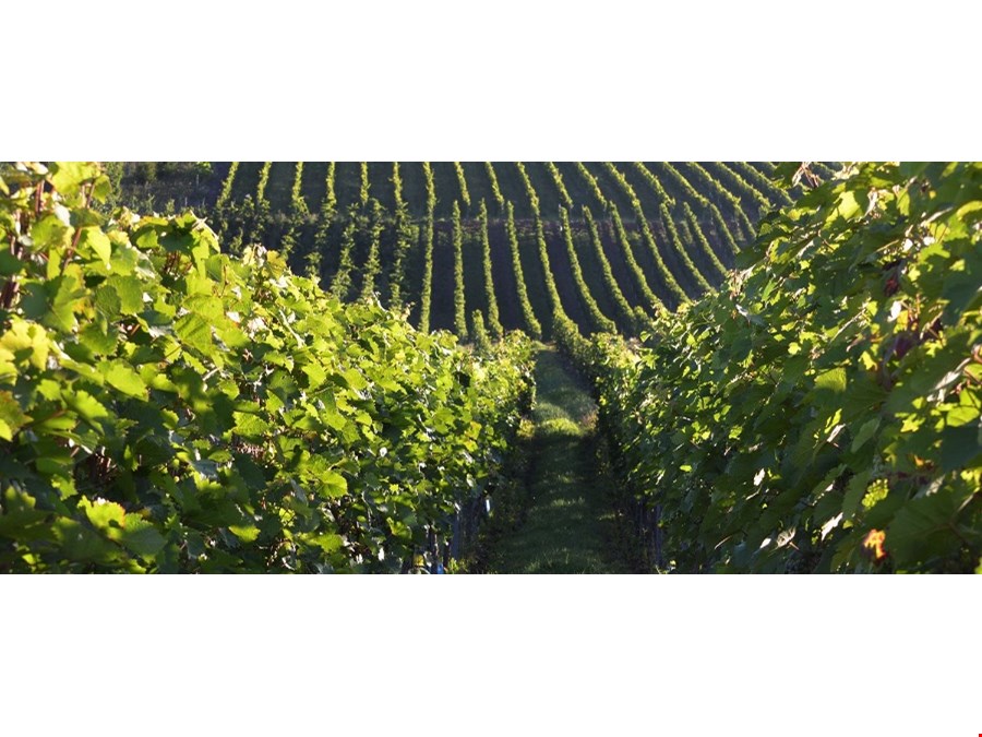 Weingut in bester Lage in Gries, Bozen zu verkaufen Weingut in bester Lage in Gries, Bozen zu verkaufen