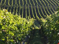 Weingut in bester Lage in Gries, Bozen zu verkaufen 1