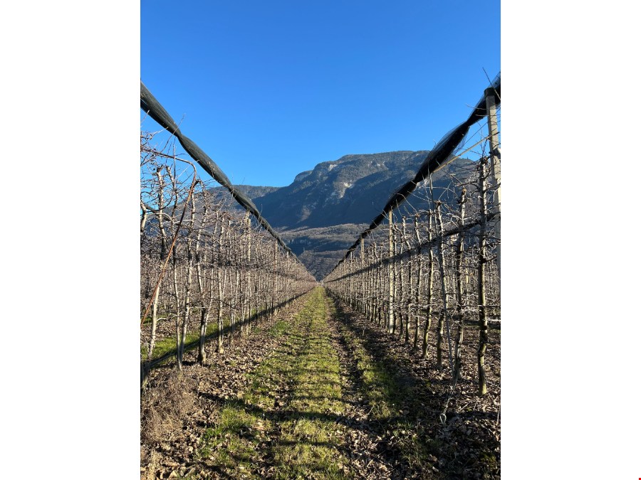 Obstbaugrund von 4246 m2 zu verkaufen