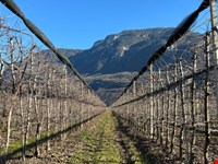 Obstbaugrund von 4246 m2 zu verkaufen 1