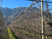 Obstbaugrund von 4246 m2 zu verkaufen 2