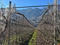 Obstbaugrund von 4246 m2 zu verkaufen 4