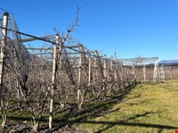 Obstbaugrund von 4246 m2 zu verkaufen 3
