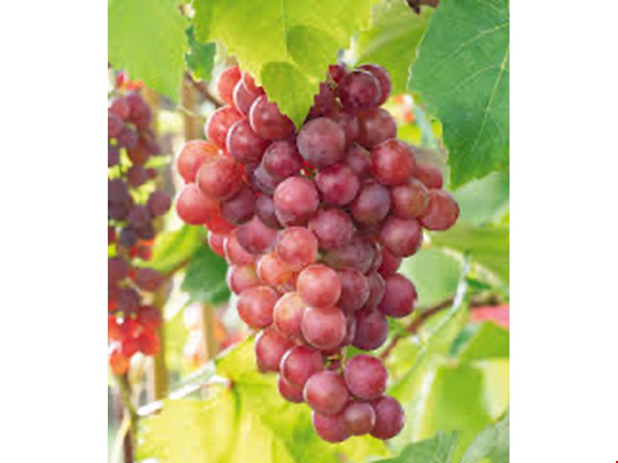 2914 m2 Weinbau in Kaltern zu verkaufen! 2914 m2 Weinbau in Kaltern zu verkaufen!