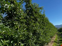 Obstwiese von 5570 zu verkaufen 4