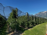 Obstwiese von 5570 zu verkaufen 2