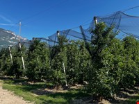 Obstwiese von 5570 zu verkaufen 3