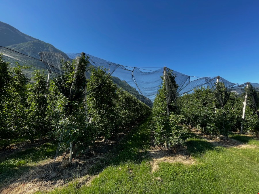 Obstwiese von 5570 zu verkaufen Obstwiese von 5570 zu verkaufen