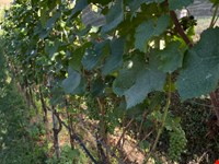 Weingut mit Blauburgunder, 1751 m2 zu verkaufen 4