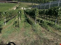 Weingut mit Blauburgunder, 1751 m2 zu verkaufen 3
