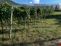 Weingut mit Blauburgunder, 1751 m2 zu verkaufen 2
