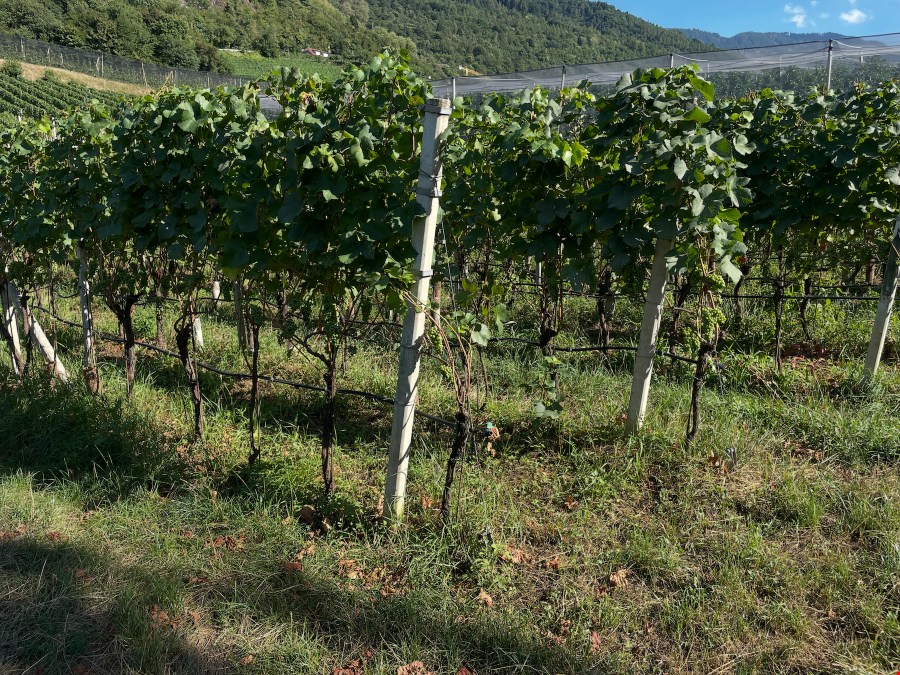 Weingut mit Blauburgunder, 1751 m2 zu verkaufen Weingut mit Blauburgunder, 1751 m2 zu verkaufen