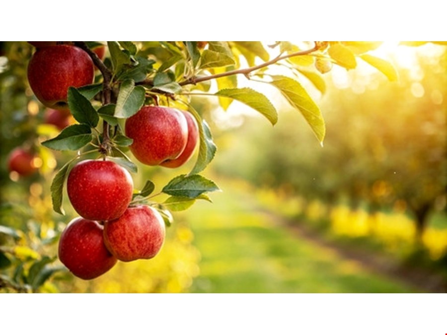 Exklusiver Obstgarten in herrlicher Tallage bei Nals – zu verkaufen