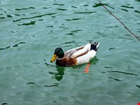 See mit traumhaftem Ufergelände im Unterland – einmalige Gelegenheit 2