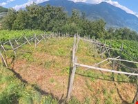 Weinberg in der Umgebung von Prissian – Ideal für Hobbywinzer 3