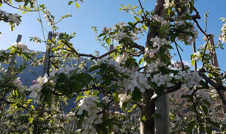 Obstwiesen in Vollertrag mit Tropfberegnung und Hagelnetz