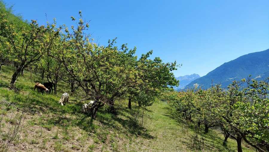 Geschlossener Hof in wunderbarer Lage - Das Leben ist ein Ponyhof 7