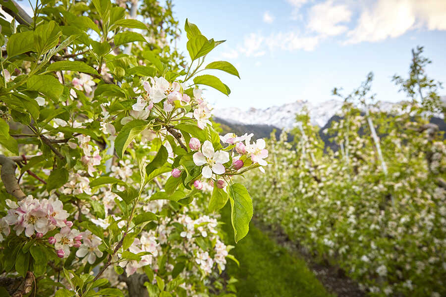 1.404 m² Obstwiese mit Tropfberegnung und Hagelnetz