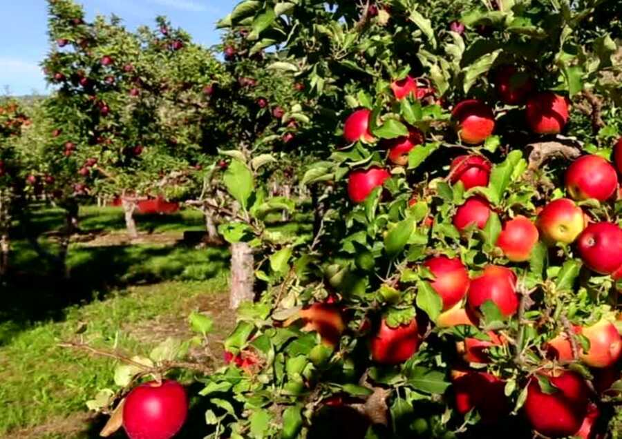 Obstwiese in Marling zu verkaufen