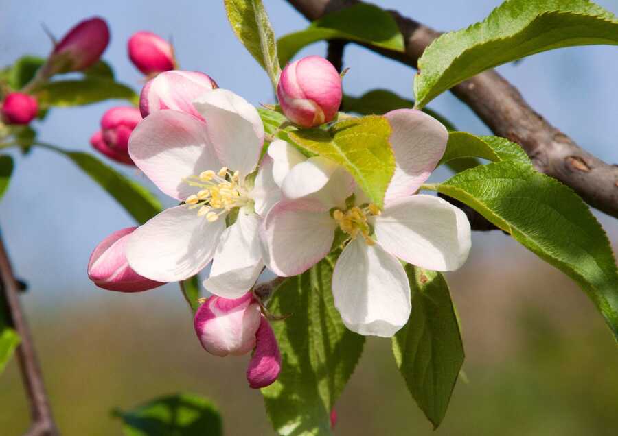 Obstwiese mit ca. 4.500m² in Marling zu verkaufen