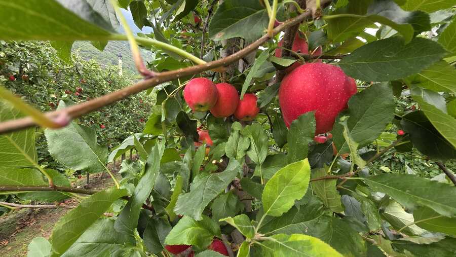 Obstwiese mit ca. 6.500 m² in Naturns zu verkaufen