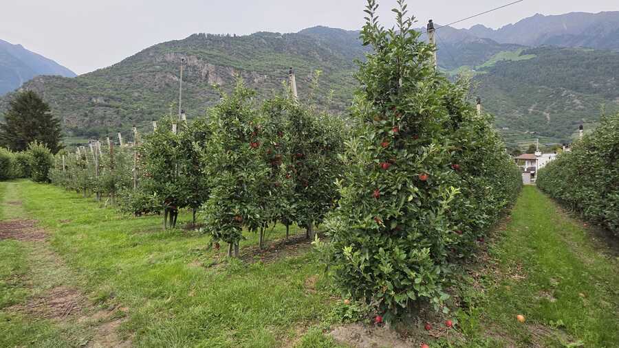 Obstwiese mit ca. 6.500 m² in Naturns zu verkaufen 2 Obstwiese mit ca. 6.500 m² in Naturns zu verkaufen 2