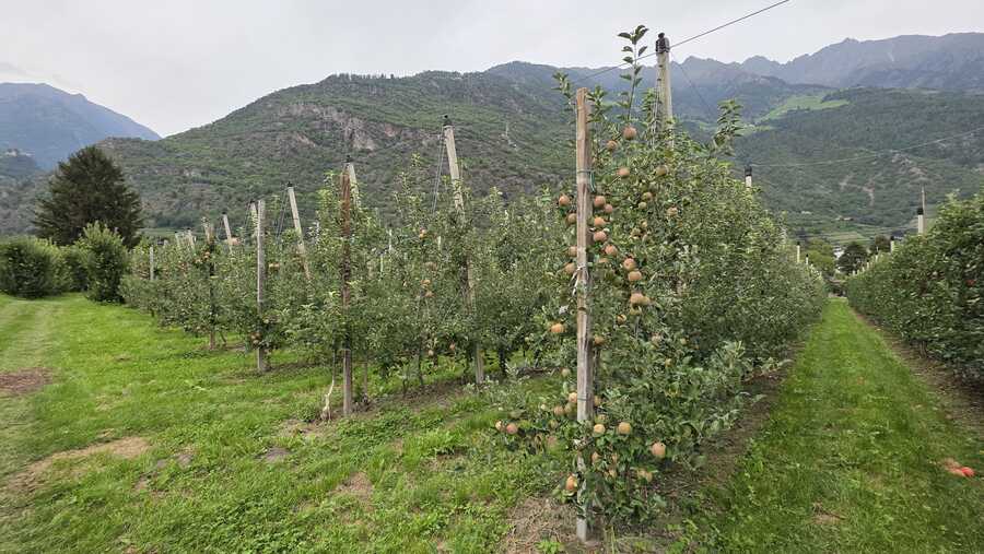 Obstwiese mit ca. 6.500 m² in Naturns zu verkaufen 3 Obstwiese mit ca. 6.500 m² in Naturns zu verkaufen 3