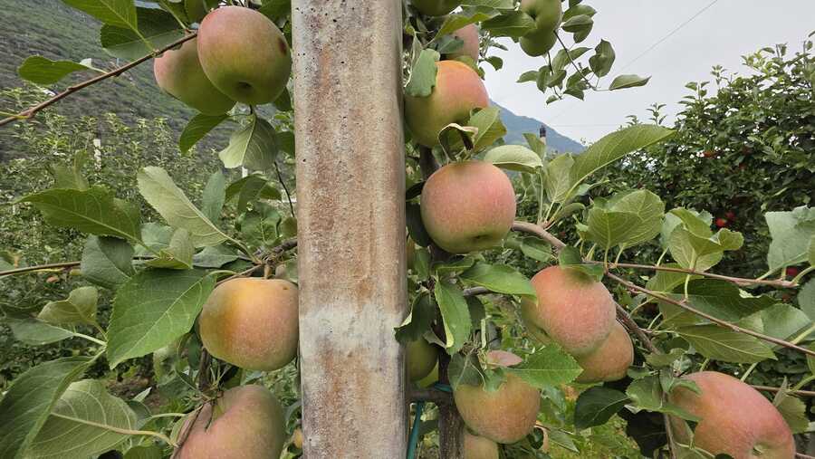 Obstwiese mit ca. 6.500 m² in Naturns zu verkaufen 4 Obstwiese mit ca. 6.500 m² in Naturns zu verkaufen 4