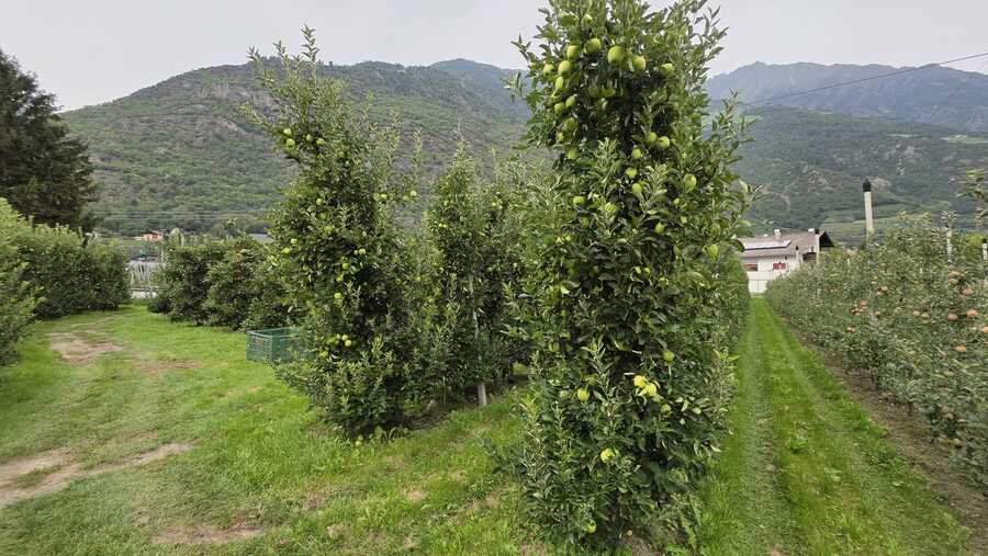 Obstwiese mit ca. 6.500 m² in Naturns zu verkaufen 5 Obstwiese mit ca. 6.500 m² in Naturns zu verkaufen 5
