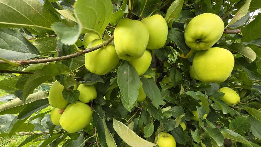 Obstwiese mit ca. 6.500 m² in Naturns zu verkaufen 6 Obstwiese mit ca. 6.500 m² in Naturns zu verkaufen 6