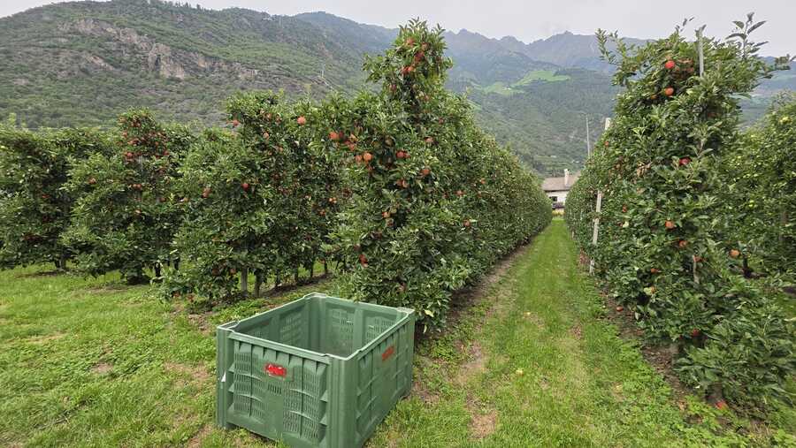 Obstwiese mit ca. 6.500 m² in Naturns zu verkaufen 7 Obstwiese mit ca. 6.500 m² in Naturns zu verkaufen 7