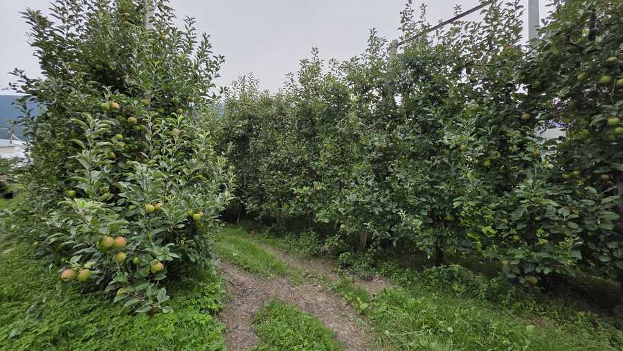 Obstwiese mit ca. 6.500 m² in Naturns zu verkaufen 8 Obstwiese mit ca. 6.500 m² in Naturns zu verkaufen 8