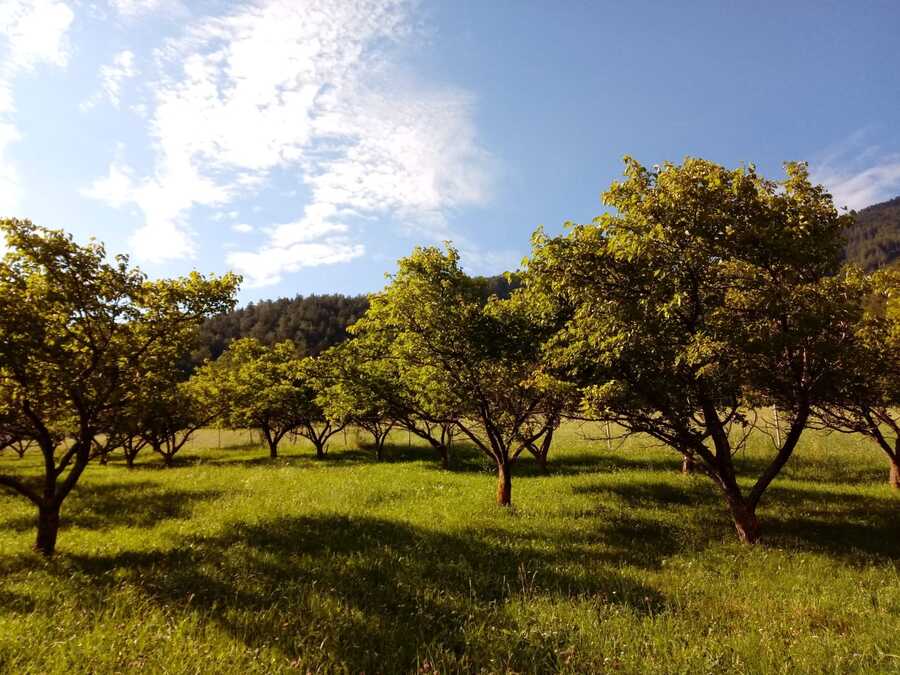 Wunderschöne Wiese mit 30 alten Marillenbäumen mit spektakulärer Au 3 Wunderschöne Wiese mit 30 alten Marillenbäumen mit spektakulärer Au 3