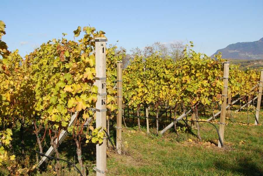 Weingut in guter Lage