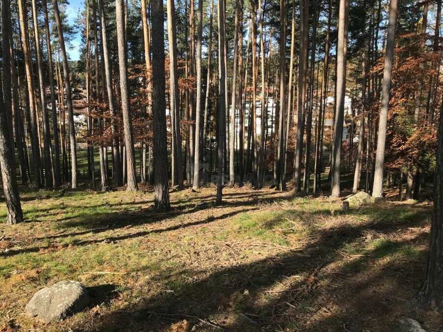Wald im Ultental bei St. Pankraz
