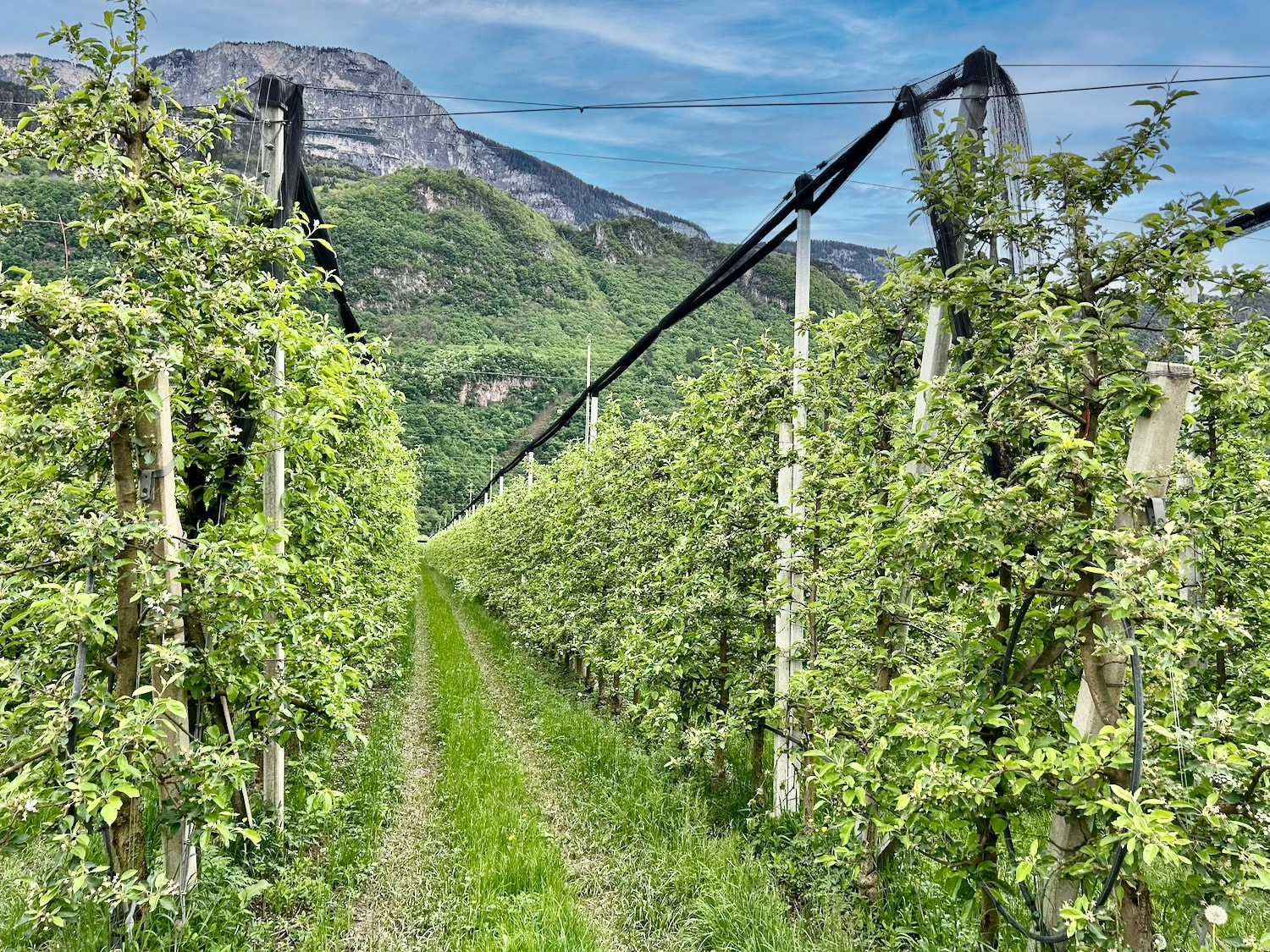 Bio-Apfelwiese in Eppan, Unterrainerstraße zu verkaufen Bio-Apfelwiese in Eppan, Unterrainerstraße zu verkaufen